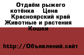 Отдаём рыжего котёнка  › Цена ­ 1 - Красноярский край Животные и растения » Кошки   